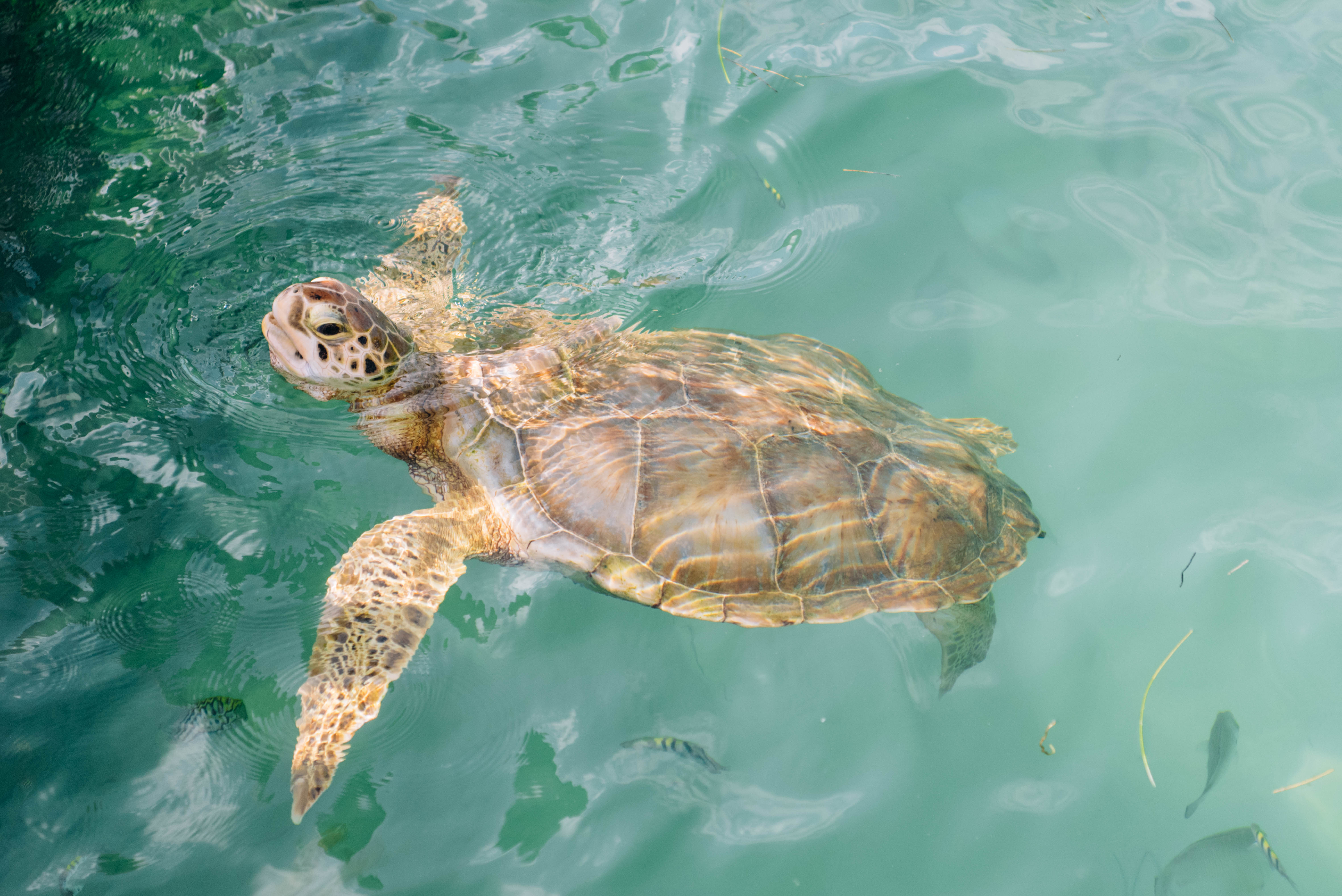 Isla Mujeres | Travel Guide - Adventure Haks